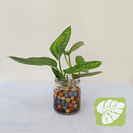 Monstera Peru Monstera karstenianum IOB