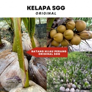 Pokok Kelapa SGG (CN16) Original