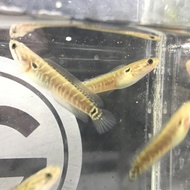 ikan channa asiatica ws pure 6cm