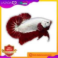 ปลากัดมังกรแดง เพศผู้ 1 ตัว Red Dragon Betta