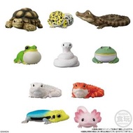 Bandai 小動物 食玩 Tenori Friends 8 全10款 動物 盒蛋 掌上小動物 爬蟲類 兩棲類 青蛙 角蛙 山椒魚 守宮 蜥蝪 變色龍 烏龜 蛇 陸龜