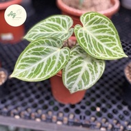 anthurium silver tiger