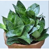 Dwarf Green Snake Plant Trifasciata Hahnii