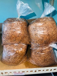 Kabuteng saging (volva Mushroom)1.2kg binhi ng lbuteng saging