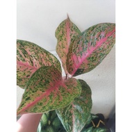 Aglaonema Laksap or Mayang indoor outdoor live plants
