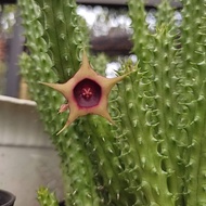 Cactus/Succulent Huernia (Own Root)