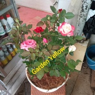 Tanaman Hias Paket 3 Mawar Bunga Rose Dan Pot Putih+ Serabut