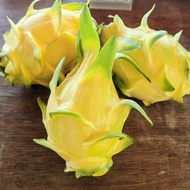 Anak pokok Buah Naga Kuning Keratan黄龙果树苗 Yellow Dragon Fruit plant/sapling