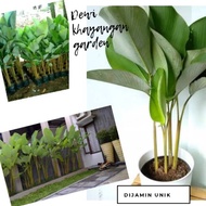Tanaman hias pisang calathea / pisang oval / pisang bulat