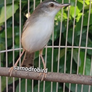 burung ciblek sawah jantan