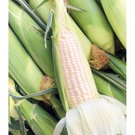 Sweet Corn Jagung Cameron Highland