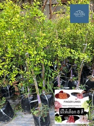 ต้นมะนาวคาเวียร์ มะนาวนิ้วมือ finger lime มีให้เลือก 8 สี ต้นแข็งแรง ปลูก 1 ปีให้ผลผลิต