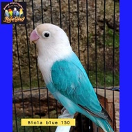burung love bird biola blue murah