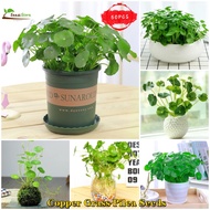 SG 100% Original 50pcs Copper Grass Seeds Money Plant Indoor Holy Tulsi Plant Basil Bonsai Air Plant