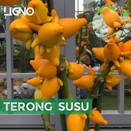 Benih TERONG SOLANUM - Biji Bibit Terong Susu