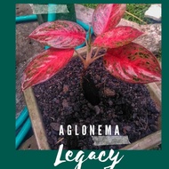 aglonema legacy merah murah
