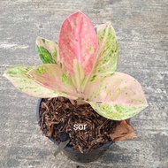 AGLAONEMA EMERALD TANAMAN HIAS PINK POT PLANTS REAL PICTURE