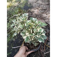 VARIEGATED PAPUA PLANT