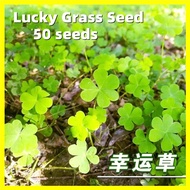 Lucky Grass Seed - 50 Seeds Four Leaf Clover Seeds for Sale Bonsai Flower Seeds for Planting Benih Pokok Bunga Pokok