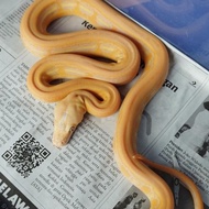 New Retic Super Tiger Albino Lavender