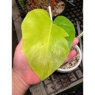 monstera aurea rare plant