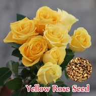 High Quality Yellow Rose Seeds for Planting（100 Seeds Per Bag）Beautiful Rose Flower Seeds for Sale Gardening Climbing