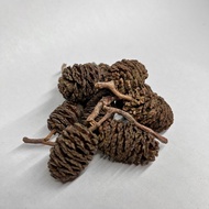 Australian Alder Cones for Aquarium - 50c coin size (Aquatic Botanicals) (leaf litter)