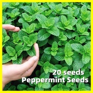 Peppermint Seeds - Fresh 20 Seeds Edible Natural Mint Herbs Seeds for Planting Flowers Catnip Seeds Air Purifying Plants Bonsai Flower Seeds for Gardening Bonsai Tree Live Plants for Sale Perfume Mentha Plants Buto Ng Bulaklak Mosquito Repellant Mint Seed