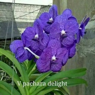 Anggrek Vanda