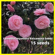 เมล็ดพันธุ์ คามิเลีย คละสี Camellia Seeds - การันตีอัตรางอก 15เมล็ด/ซอง Pink Camellia Flower Seeds for Planting Garden Flowering Plants Seeds เมล็ดดอกไม้ เมล็ดบอนสี ดอกไม้ปลูกสวยๆ เมล็ดพันธุ์ดอกไม้ ต้นบอนสี ต้นไม้มงคล บอนสี แต่งบ้านและสวน เมล็ดบอนสี