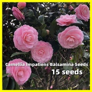 เมล็ดพันธุ์ คามิเลีย คละสี Camellia Seeds - การันตีอัตรางอก 15เมล็ด/ซอง Pink Camellia Flower Seeds f