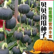 [Shop Hot Sale]Chestnut Beibei Pumpkin Seed Spring and Autumn Four Seasons Green Face Melon Chestnut