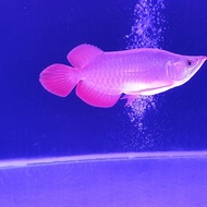 Arwana super red king short 25cm-+