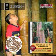 1 Pak (20 Biji) Benih Pohon Bambu Raksasa Psychotallis Kemasan Import Original / bibit bambu raksasa