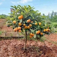 Japanese Biwa tree (real picture no. 4)