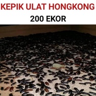 hongkong ekor ulat 200 isi kepik