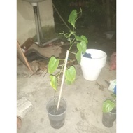 anak pokok sacha inchi