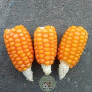 [ONDINE PETSHOP] MINI DRIED CORN FOR HAMSTER BITES