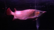 Ikan arwana super red semi sumo