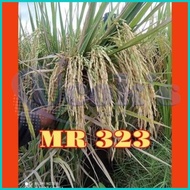 Baru, Benih bibit padi MR 323 MR323 berkualitas kemasan 5kg Terjangkau