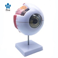 6X Enlarged Human Eye Anatomical Model,Anatomically Accurate Eye Model Human Eye Anatomy for Science