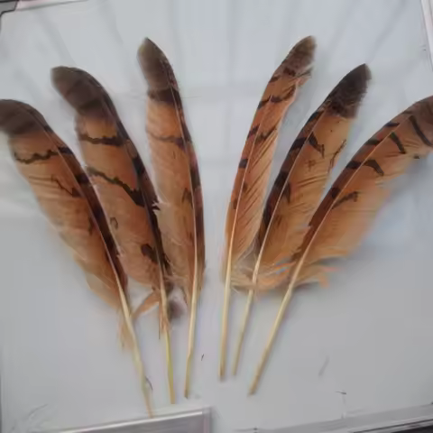 10pcs natural eagles with feathers measuring 25-30 centimeters in length perform sacrificial feather