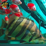 Datz Sumatra Jumbo high body simet