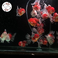 ((premium)) Ikan Koki Ranchu Rancu / Goldfish Oranda Longtail Tiger / Pearl White / Panda Tri Color 
