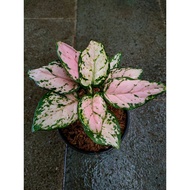 Sindo - Aglaonema Pink Yulia Live Plant AG87YIHF6B