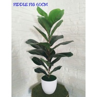[READY STOCK] Fiddle Fig Artificial Plant