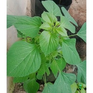 Cat Medicine/Cat Medicine/Cat Fierce Roots