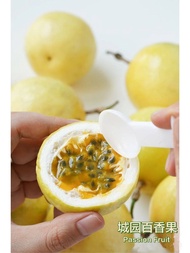 Buah Markisa Emas Segar - Passion Fruit Panama Golden Rose 100% Sweet Panama Type MyGAP Certified (M