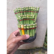 Sindo - Bamboo Hoki Live Plant G5UL7F017F