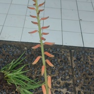 Lidah Buaya berbunga Langka